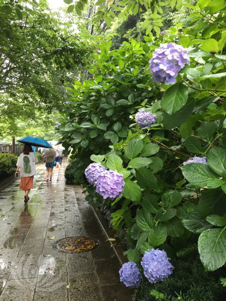 日本遊學體驗 | 神奈川 橫濱。夏天裡的江之島、箱根 @林飛比。玩美誌