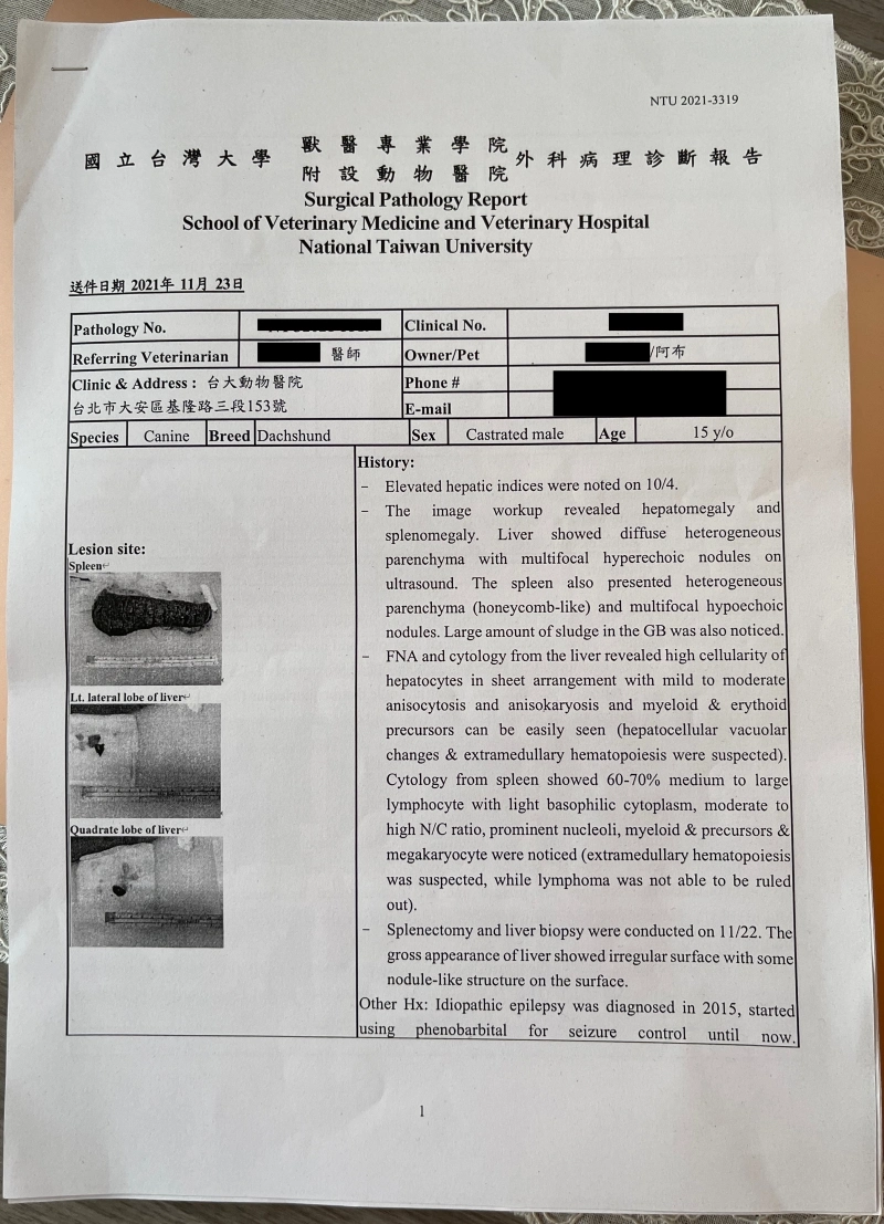 台大動物醫院 脾臟摘除手術 狗狗