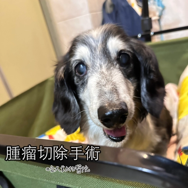 台大動物醫院 腫瘤切除手術 狗狗