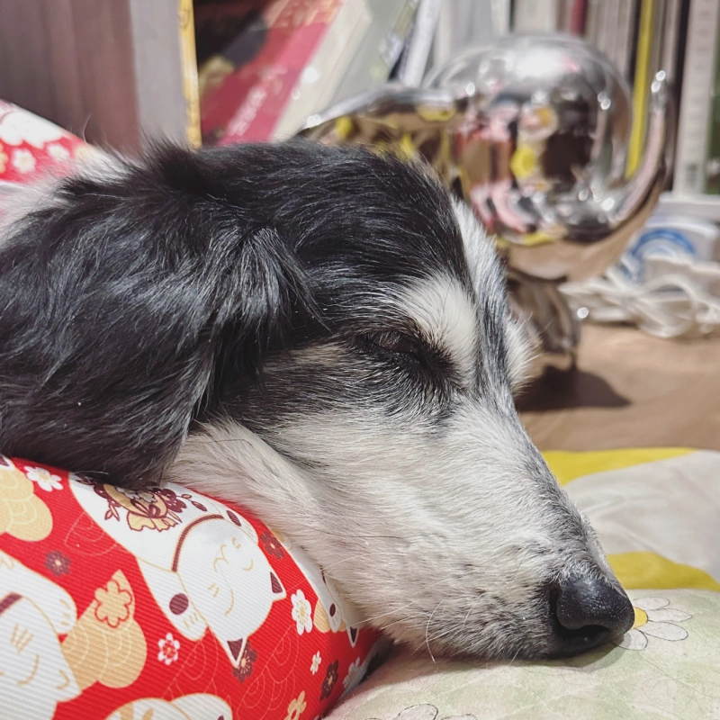 台大動物醫院 腫瘤切除手術 狗狗