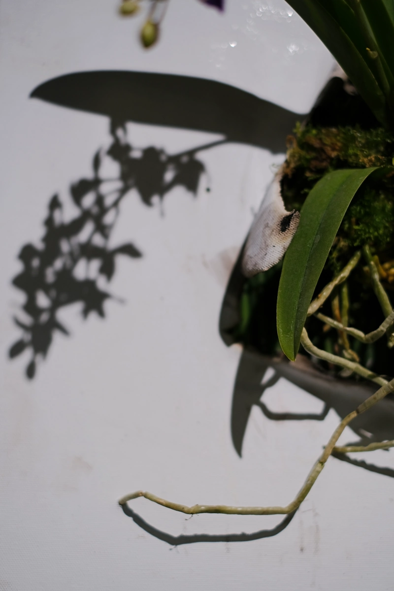 ku flower 畫布花 紫式部 蘭花 木賊
