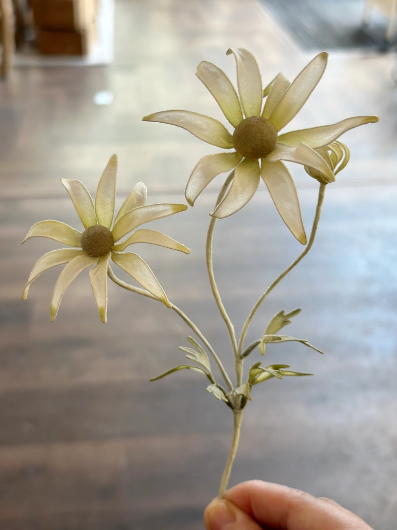 陽台花序 水晶花 椛塢記事 蝴蝶陸蓮