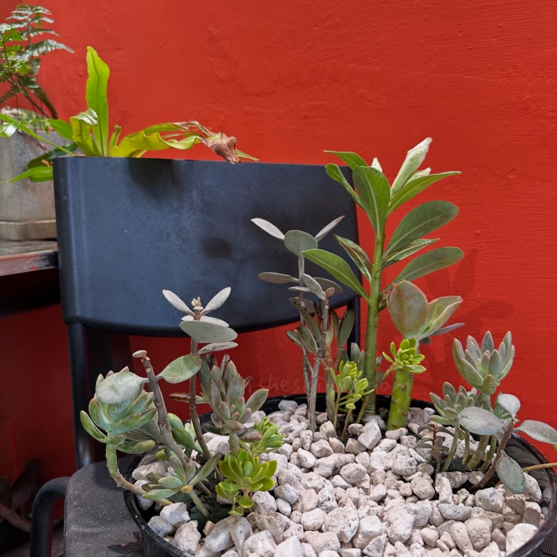 謝桂全 kuei fleur 桂舍 花藝課程 旱生植生 花藝理念 花藝設計