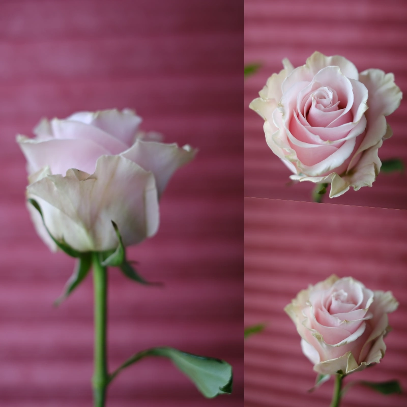 ｜蘭薫花藝｜集花冊：粉色孟岱爾玫瑰