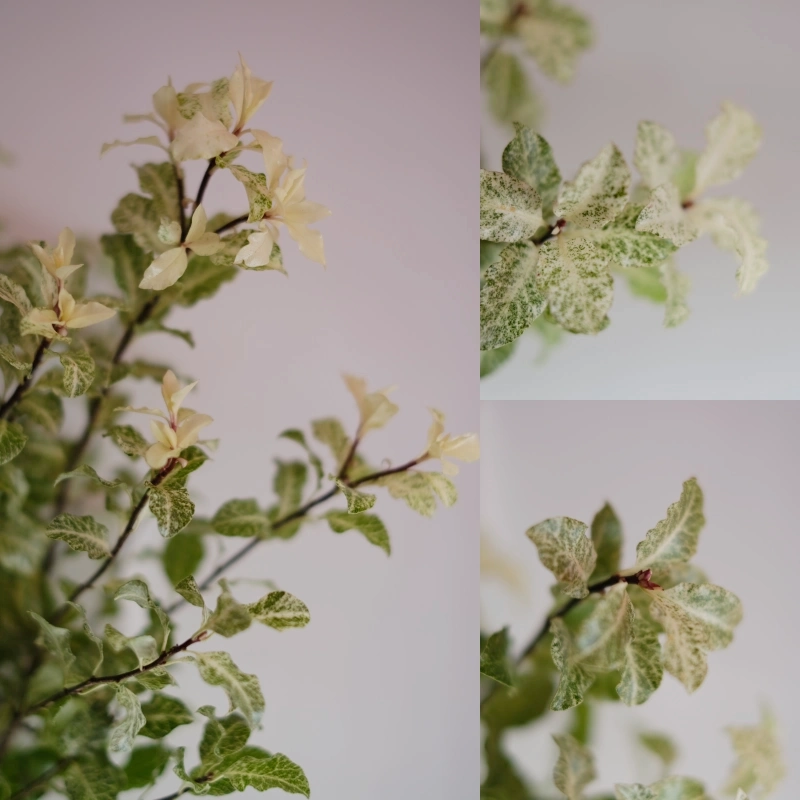 ｜蘭薫花藝｜集花冊：捲邊小海桐