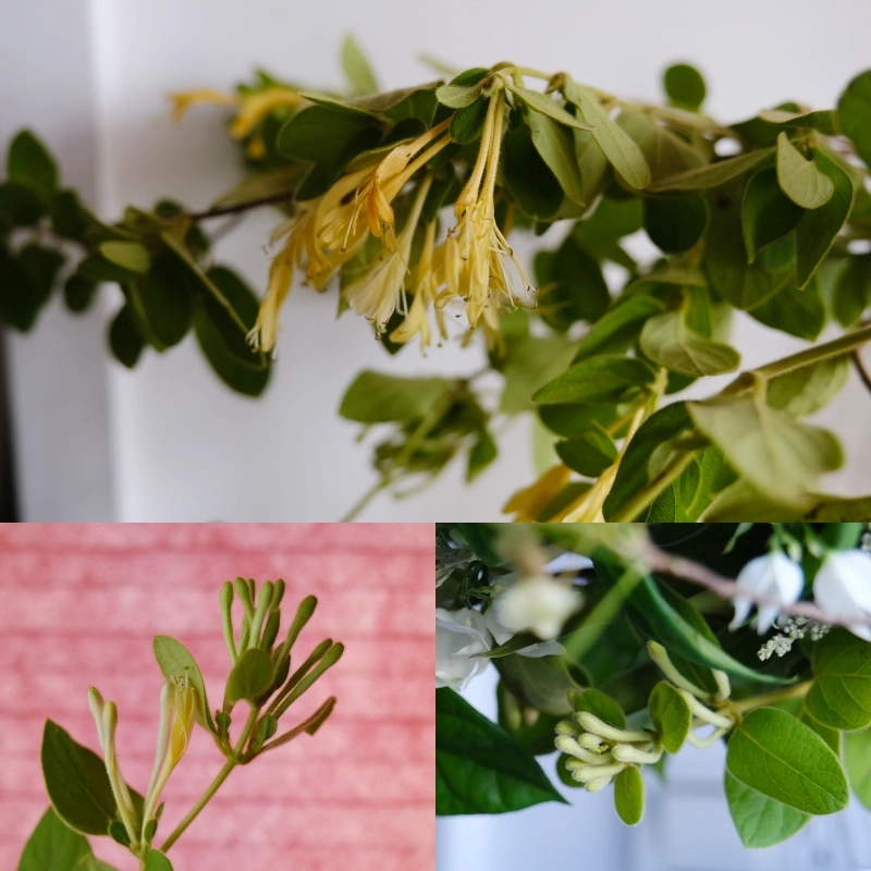 忍冬 蘭薫花藝 集花冊