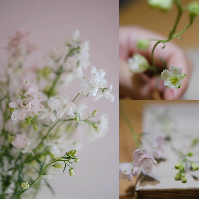 日本小飛燕 蘭薫花藝 集花冊