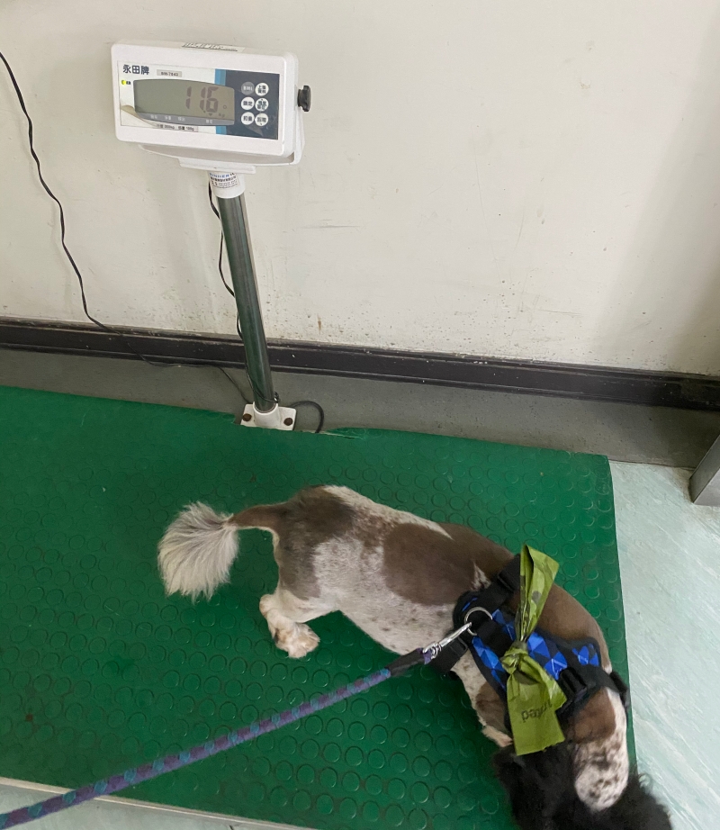 狗狗@台大動物醫院看診-番外篇 @林飛比。玩美誌