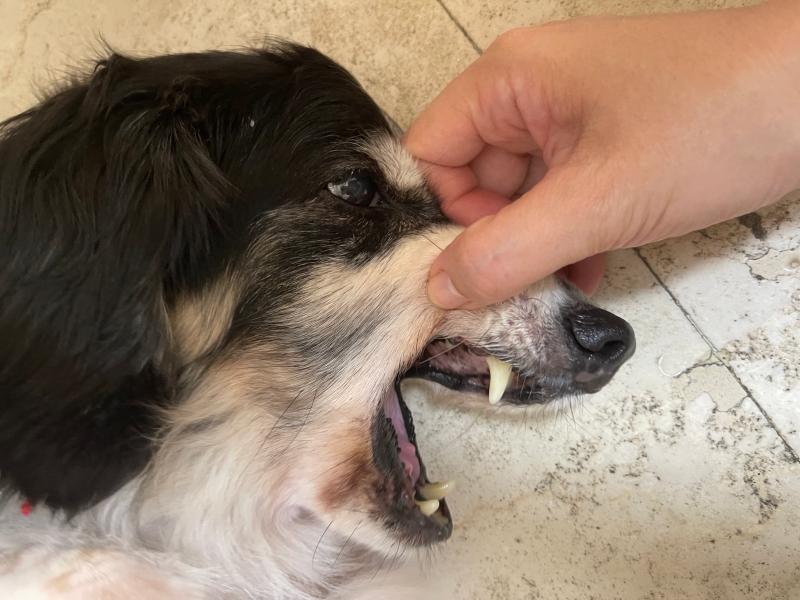 狗狗臘腸@台大動物醫院看診過程分享：牙周病治療、洗牙、拔牙 @林飛比。玩美誌