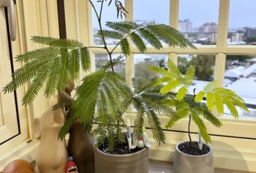 植栽分享 | 日本小豆樹，長相可愛療癒、超級好照顧的室內觀葉植物