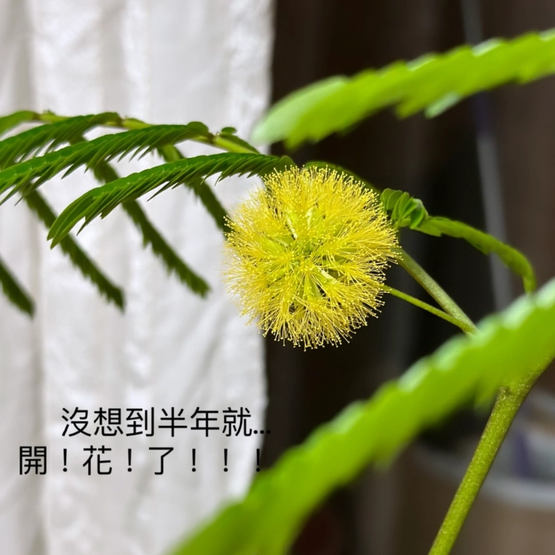 植栽分享 | 日本小豆樹，長相可愛療癒、超級好照顧的室內觀葉植物 @林飛比。玩美誌