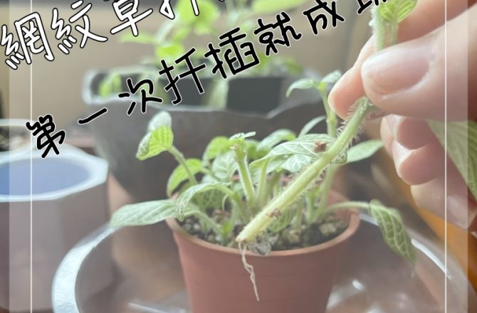 觀葉植物扦插分享 | 檸檬網紋草剪哪裡？土耕水耕都可以！