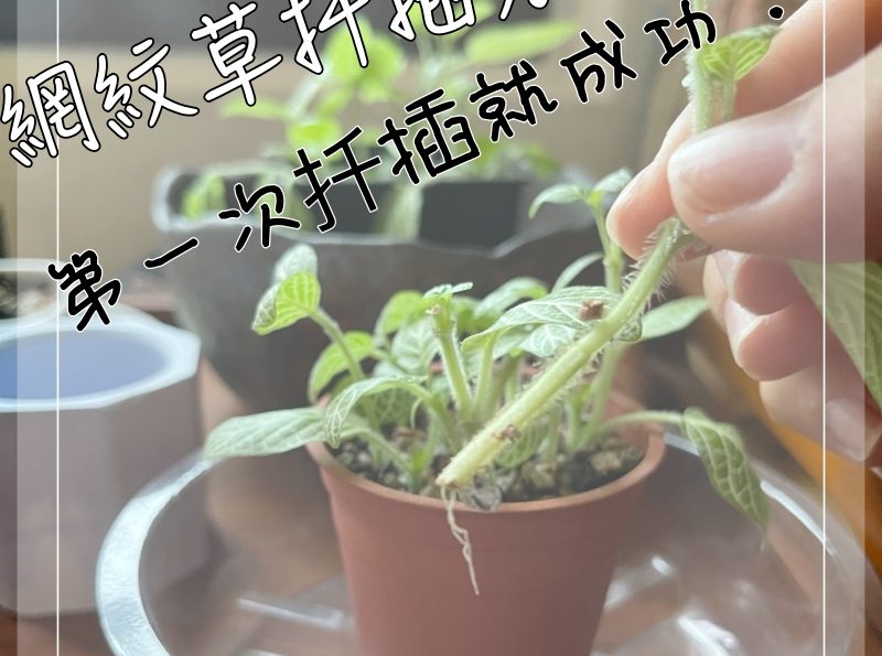 觀葉植物扦插分享 | 檸檬網紋草剪哪裡？土耕水耕都可以！