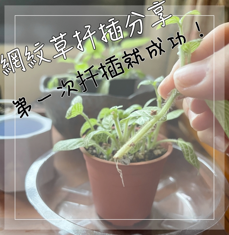 觀葉植物分享 | 秘魯龜背芋/圓葉椒草，讓我有信心2021當個成功綠手指 @林飛比。玩美誌