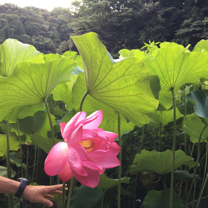 日本遊學體驗 | 日本家庭的日常分享，擄獲人心的珍珠奶茶 @林飛比。玩美誌