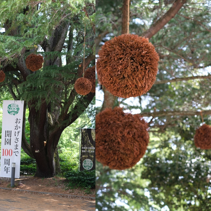 京都．左京區景點 | 京都府立植物園，與日本花花草草來場慢悠的約會～ @林飛比。玩美誌