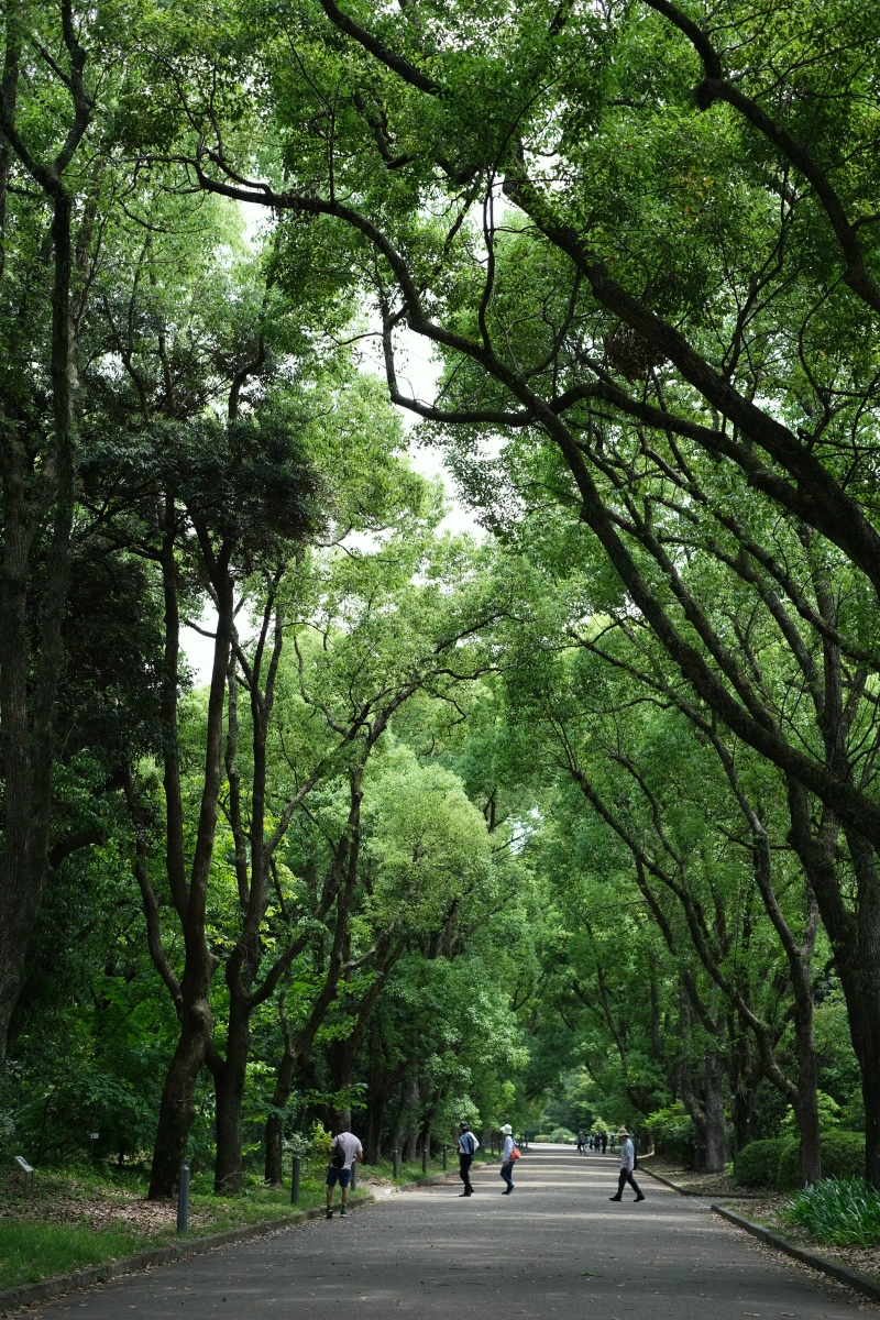 京都．左京區景點 | 京都府立植物園，與日本花花草草來場慢悠的約會～ @林飛比。玩美誌