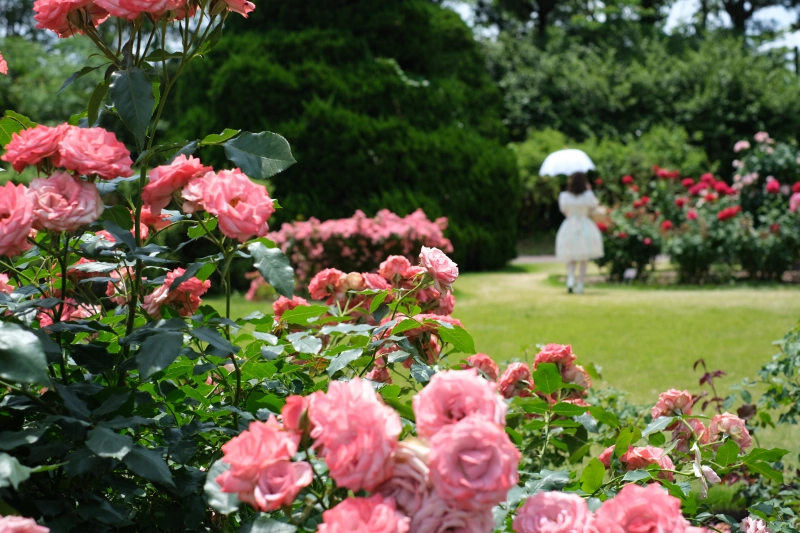 京都．左京區景點 | 京都府立植物園，與日本花花草草來場慢悠的約會～ @林飛比。玩美誌