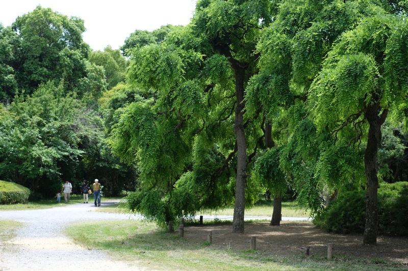 京都．左京區景點 | 京都府立植物園，與日本花花草草來場慢悠的約會～ @林飛比。玩美誌