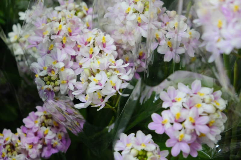 花藝系列課程分享 | 齊學。台灣之花課程，探訪台中的花故事 @林飛比。玩美誌